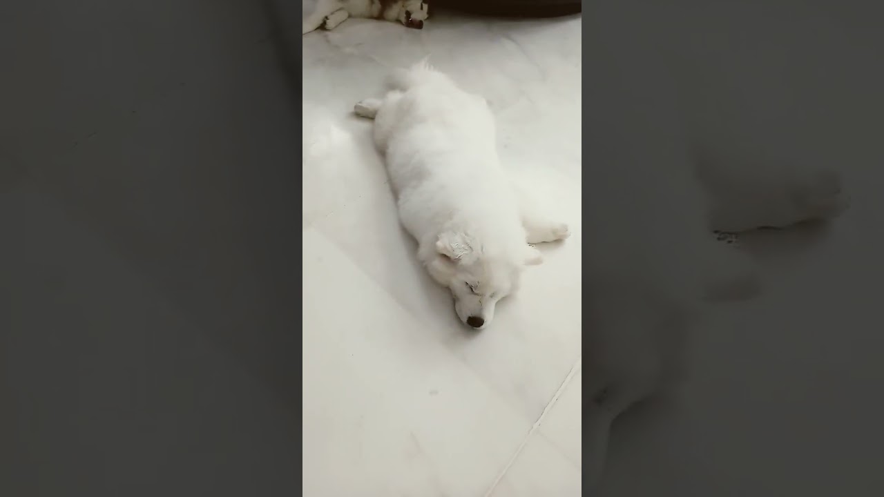 makan,tidur,makn,tidur 