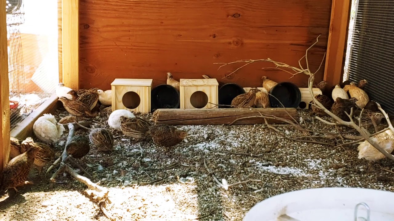 New Nest Boxes For my Quail