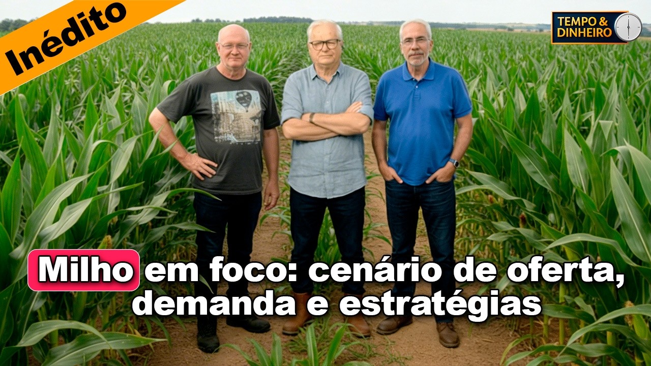 Milho em foco: cenário de oferta, demanda e estratégias para aproveitar o mercado