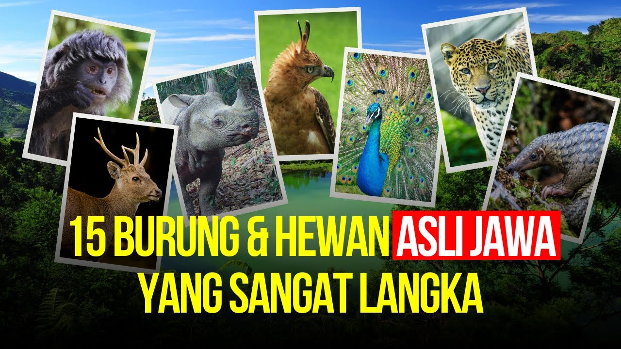 Apa Saja Hewan Khas Jawa? 15 Hewan Asli Jawa yang Sangat Langka dan Terancam Punah