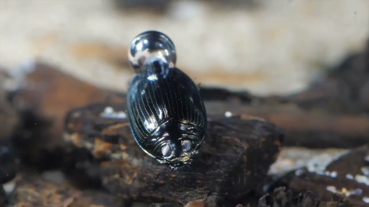 Whirligig beetle (Gyrinidae) 7 mm/Keringőbog&aacute;r