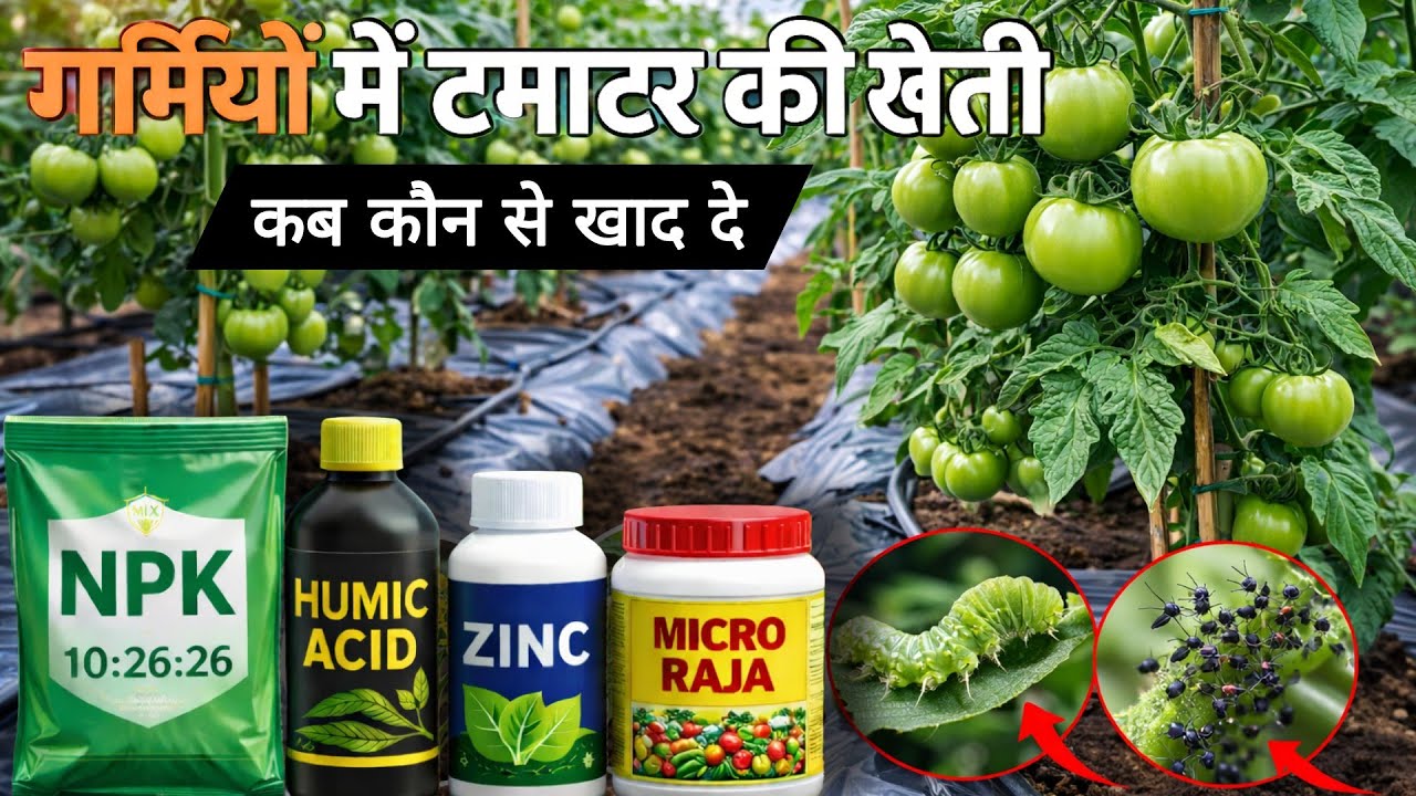 टमाटर में कब कौन से खाद दे? टमाटर की खेती | Tamatar ki kheti kaise kare🍅Tomato farmingA to Z जानकारी