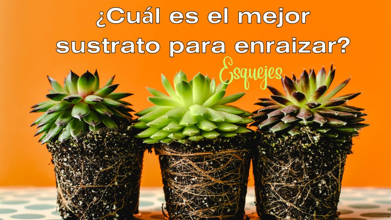 El mejor sustrato para enraizar tus esquejes y suculentas favoritas