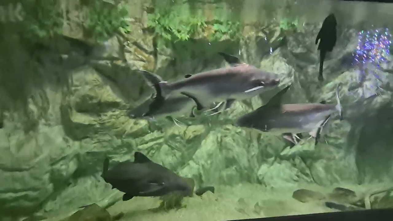 Shark catfish placo and pacu