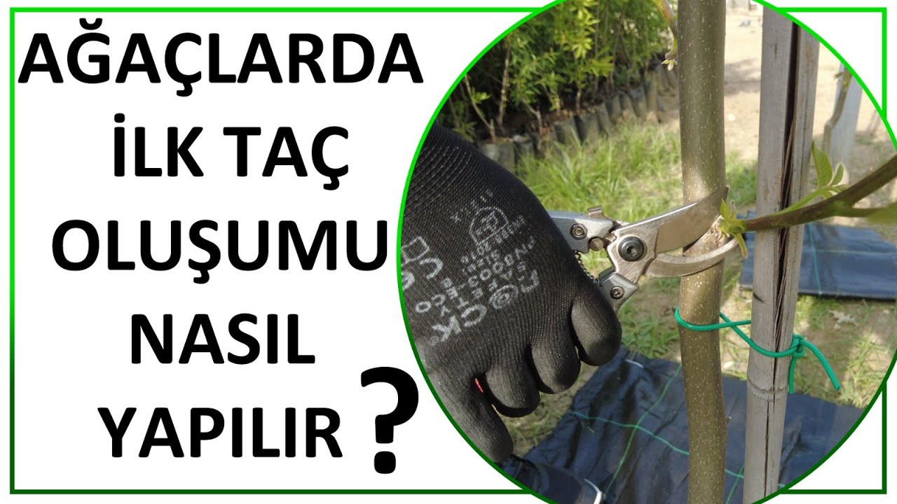 CEVİZ'DE TAÇ BIRAKIMI NASIL OLUR?