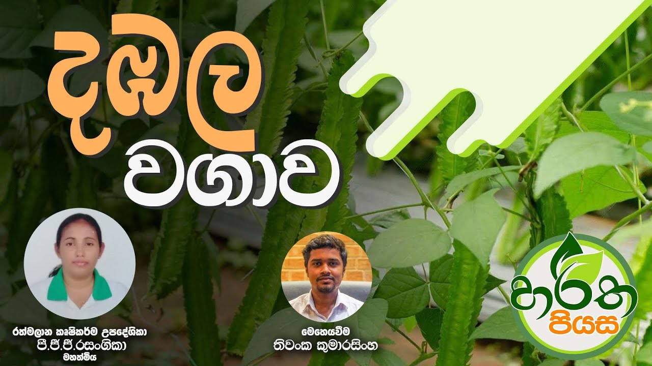 හැමදාම කරල් හැදෙන රෝග අඩු වාසි වැඩි දඹල වගාව | Winged Bean | දඹල වගාව | දඹල වගාව මුල සිට සරලව