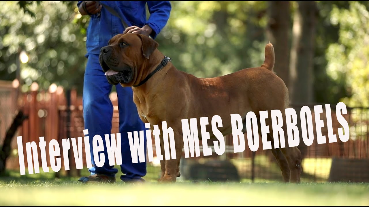 Interview Karin Pieterse from MES Boerboels