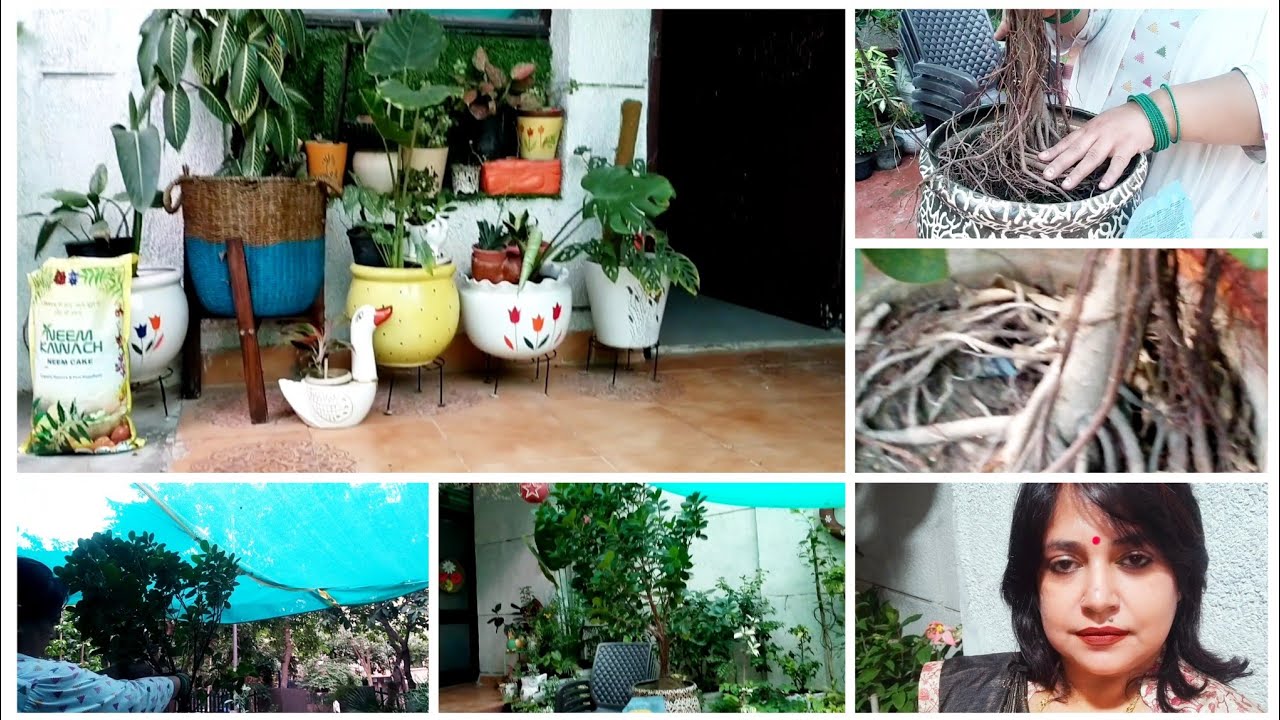 पहली बार बनाया बोनसाई प्लांट how to make bonsai plant #bonsaitree #garden #gardening 