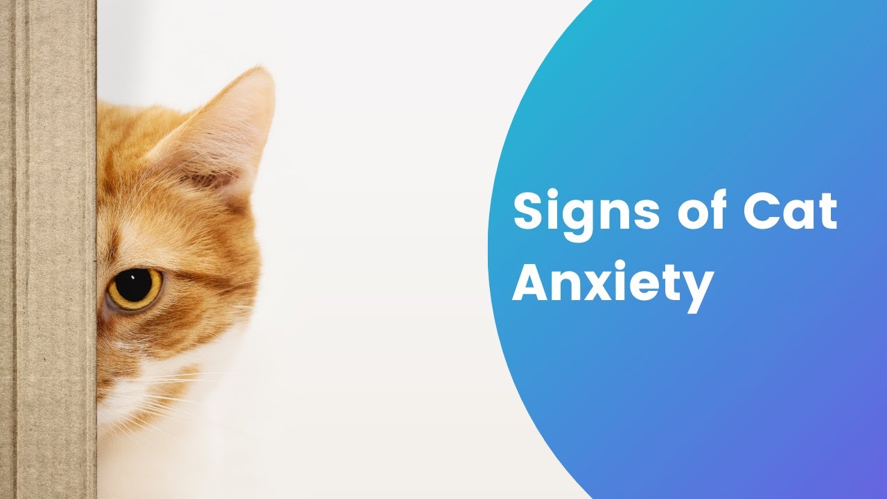 Do Cats Get Anxiety? &mdash; Signs of Cat Anxiety