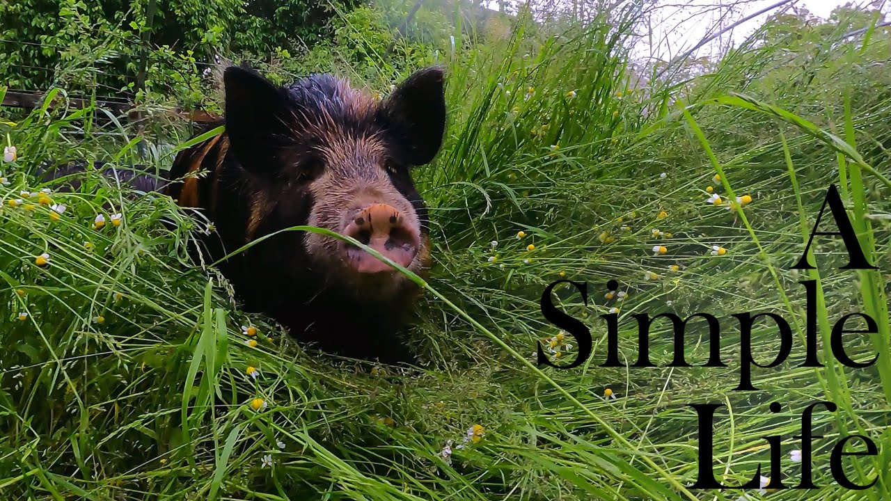 Rotational grazing Cattle and Pigs