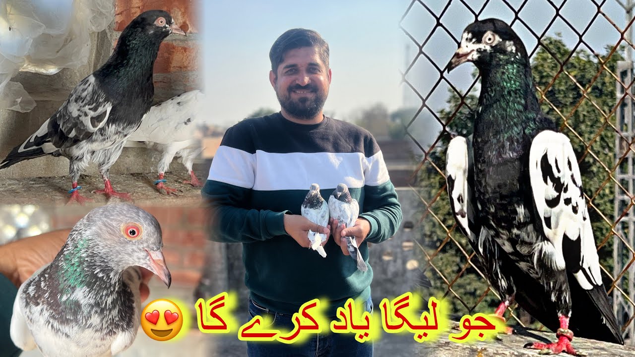 Top class kabootar jo ly ga yaad kary ga 😍 03237988919
