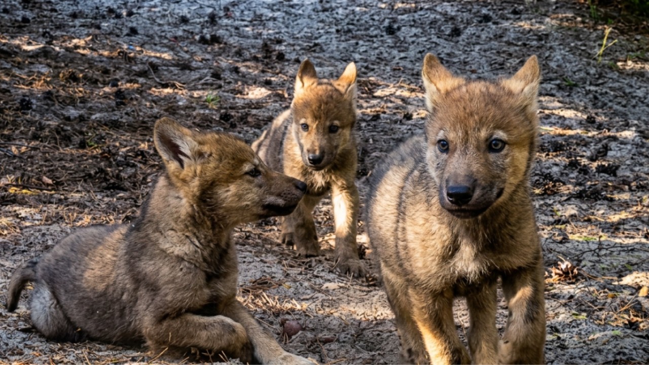 Reakcja dzik&oacute;w na małe wilki w lesie