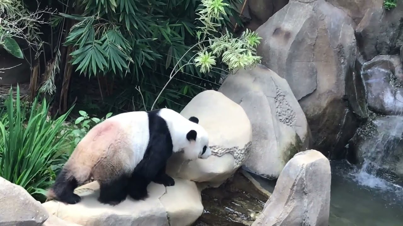 Pandas in Malaysia || Zoo Negara 3