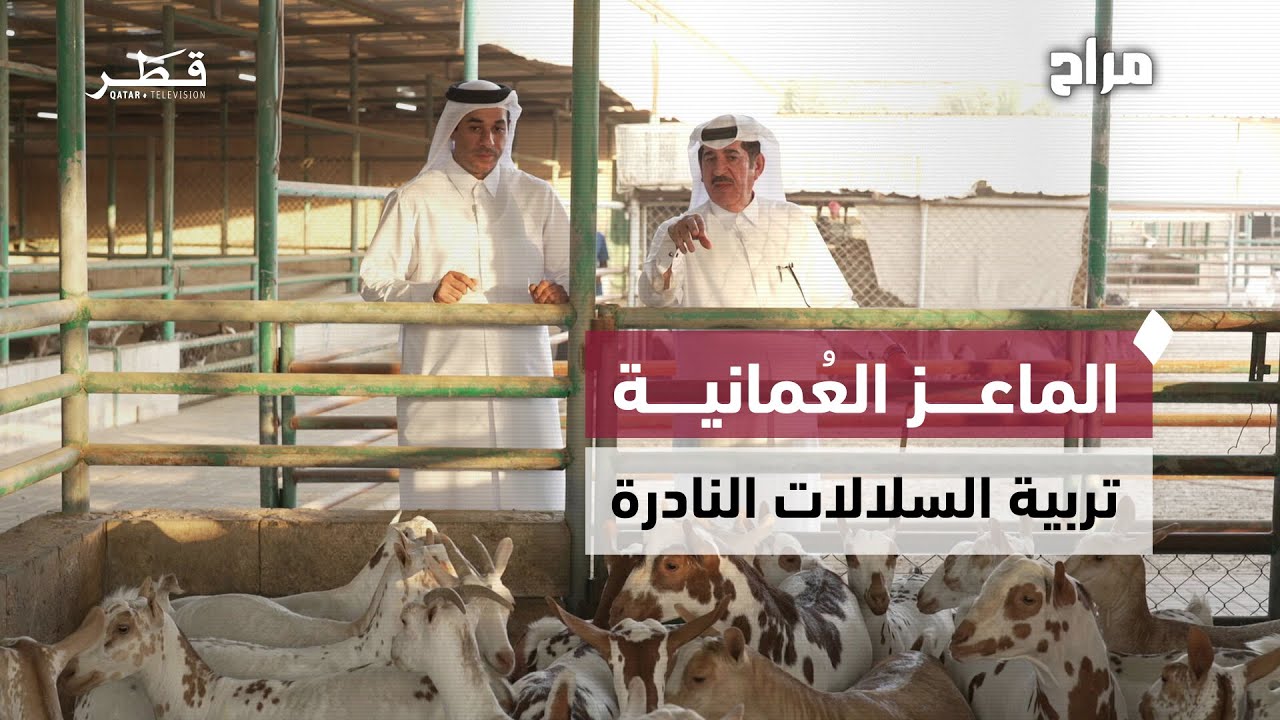 أسرار تربية الماعز العمانية في قطر.. رحلة شغف وهواية تجمع بين التراث والإتقان | مراح