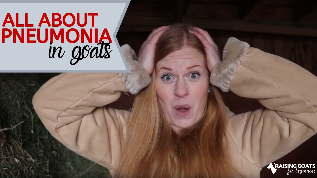 Goat Tip: Pneumonia Symptoms and Treatment
