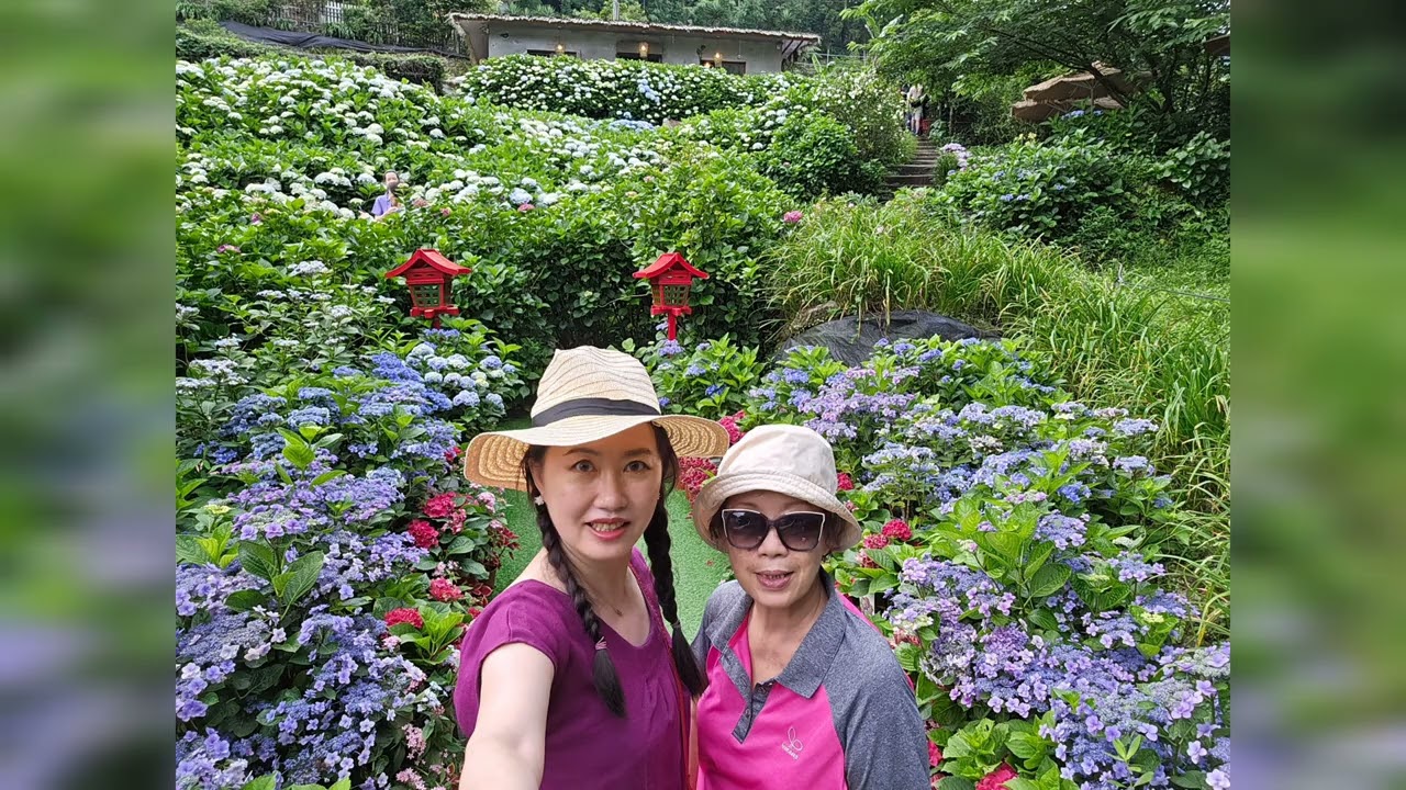 老兵行軍第3天：中醫針灸+竹子湖青菜園+曹家花田香繡球花(開7成)+天籟露天風呂&SPA水世界+士林夜市吃茶葉蛋(20250522)Taipei hydrangea season。타이베이 수국 시즌