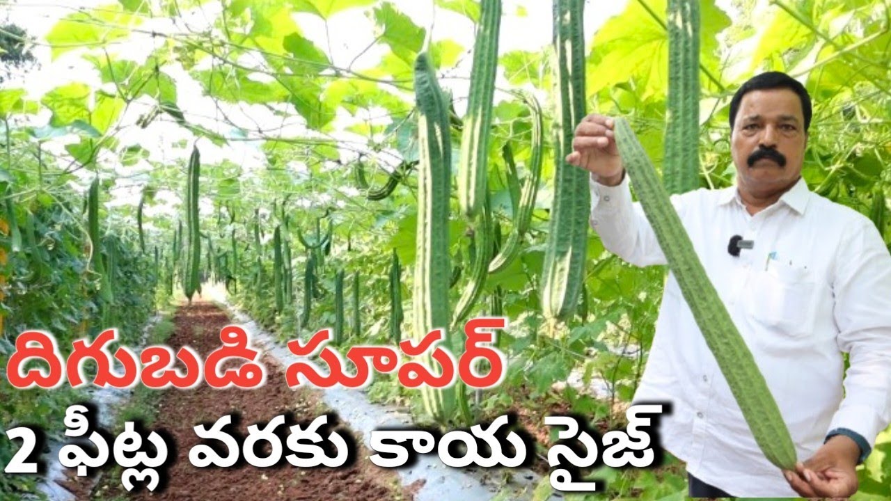 ridge gourd farming in telugu/ సైజ్ 2 ఫీట్స్ వరకు, క్రాప్ ఇరగ కసింది