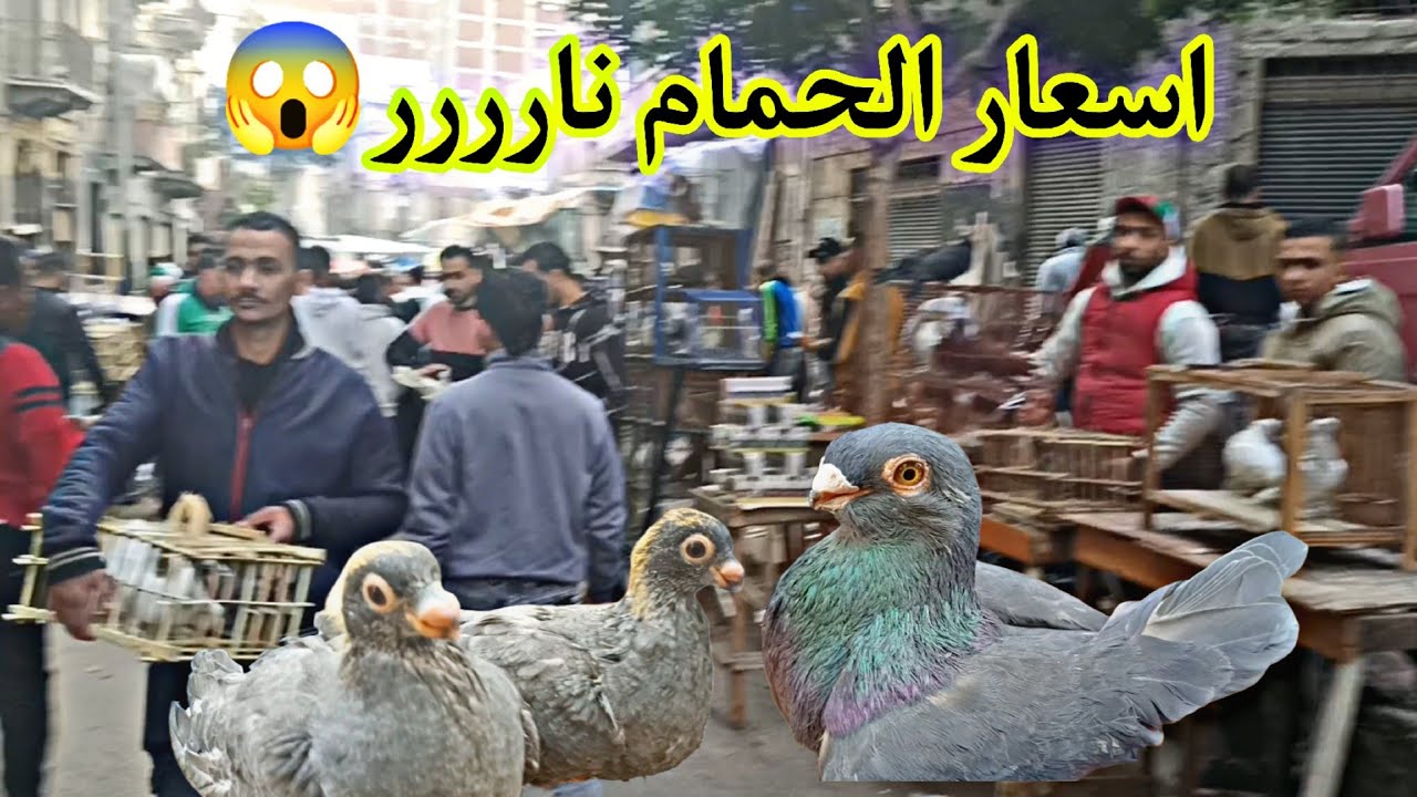 سوق الجمعه اسكندرية اسعار الحمام اليوم 16/1/2026نارررررر🔥🤯 حمام غوزار زينه زاجل بلدى 