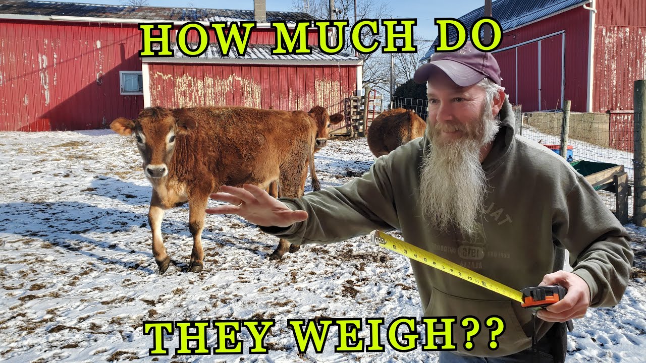 Taping Our Jersey Steers For Weight At 10 Months Old | Are We Doing This Right???