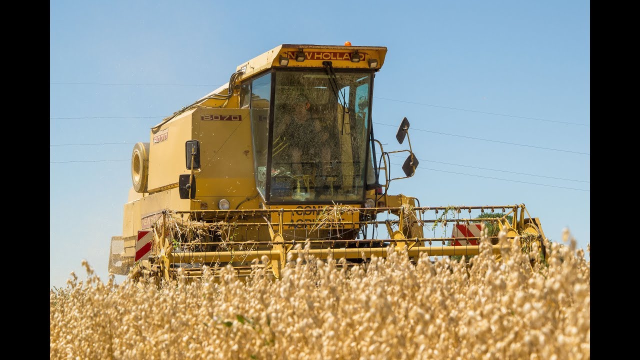 New Holland Clayson 8070 à la moisson de l'avoine blanche
