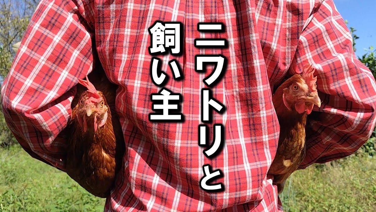 シャツからニワトリ生えてるけどこれが一番落ち着く抱っこ。正しいのかどうかはわからない…【鶏飼育】#70