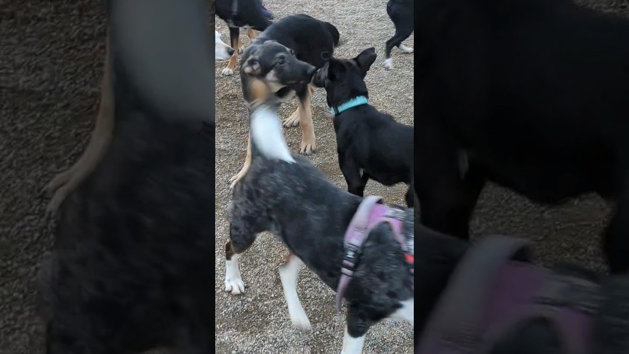 how to successfully make doggie friends - butt sniff, chase, bingo!