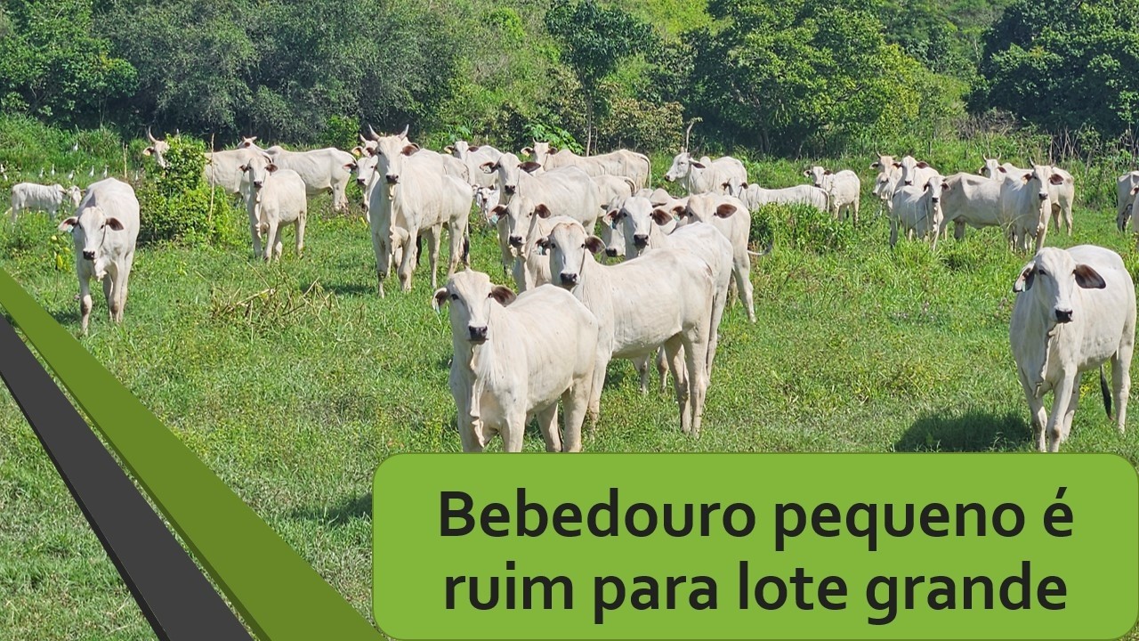 Bebedouro pequeno é ruim para lote grande