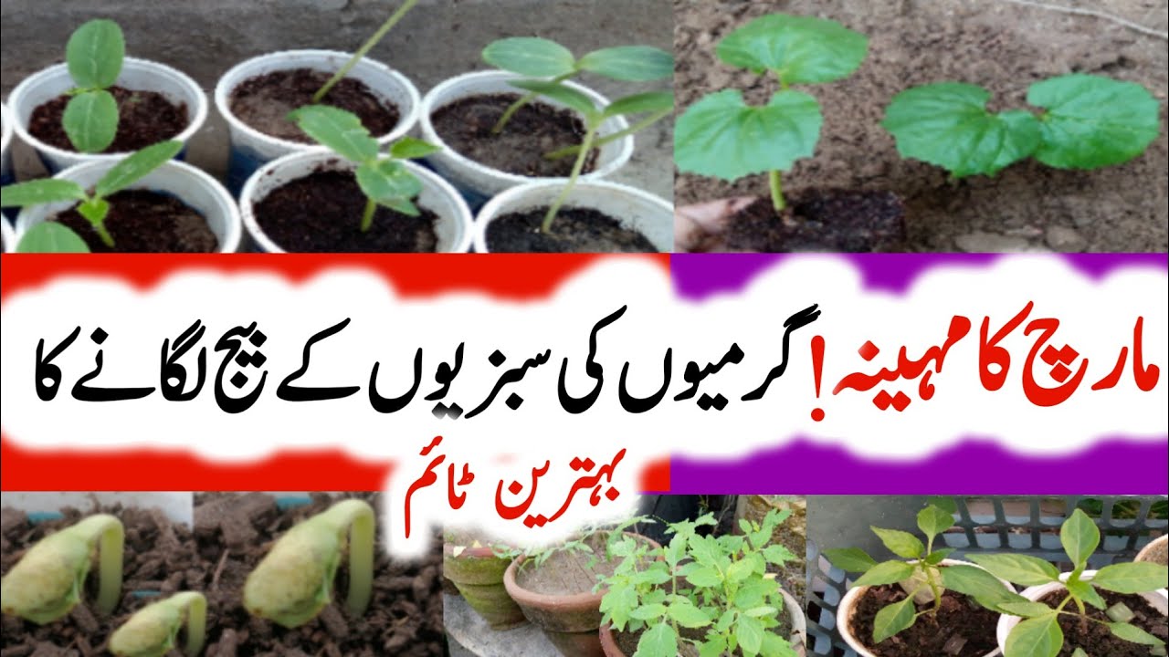 March mein ugane wali sabjiyan|Summer vegetables to grow at home|March mein konsi sabji lagaye 