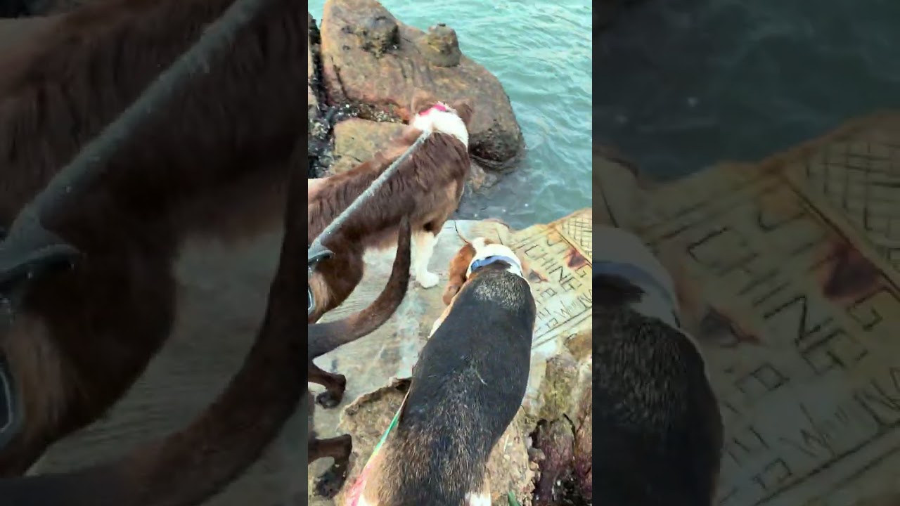 Low tide exploring rocks #dog #dogininstagram #doggo #dogs #doglife 28 December 2025