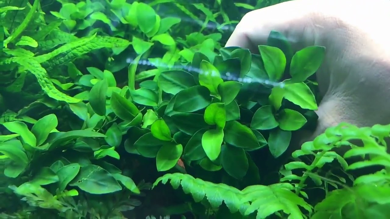 Анубиас бартери Нана / Anubias barteri var. nana