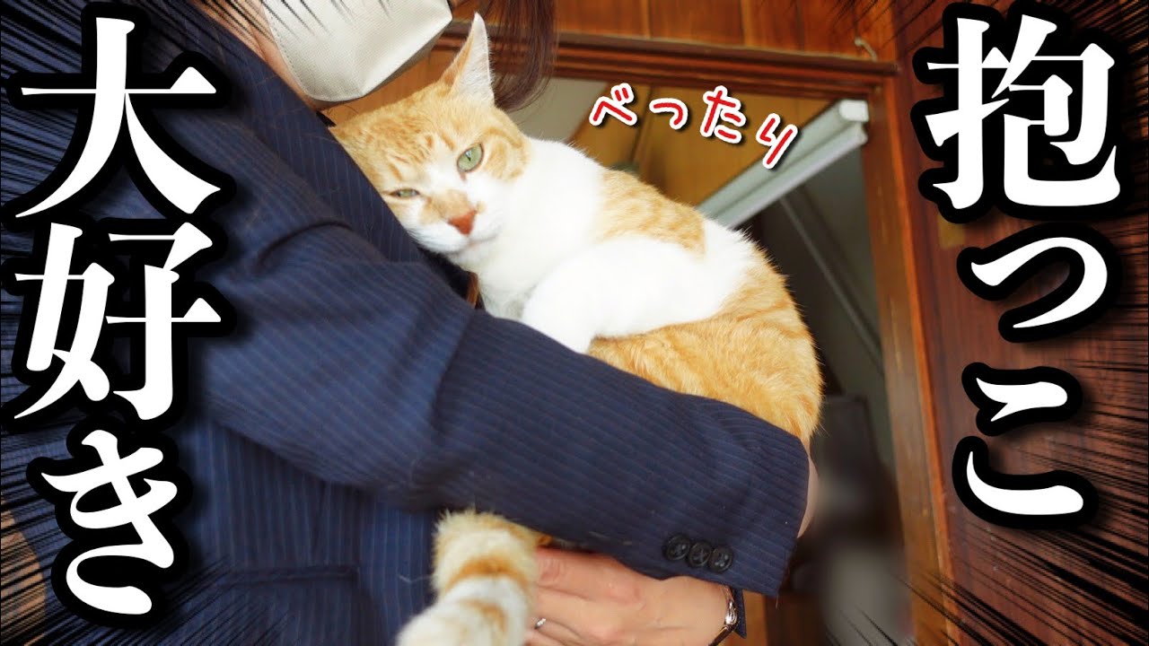 Как бывший бродячий кот, который ненавидел объятия, стал милым домашним котом