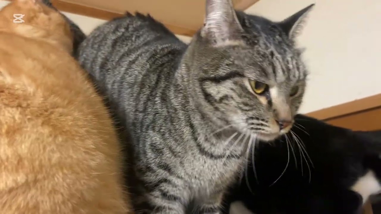 今日の茶トラのチャトランとノンチョビとシスターズ2026.1.28