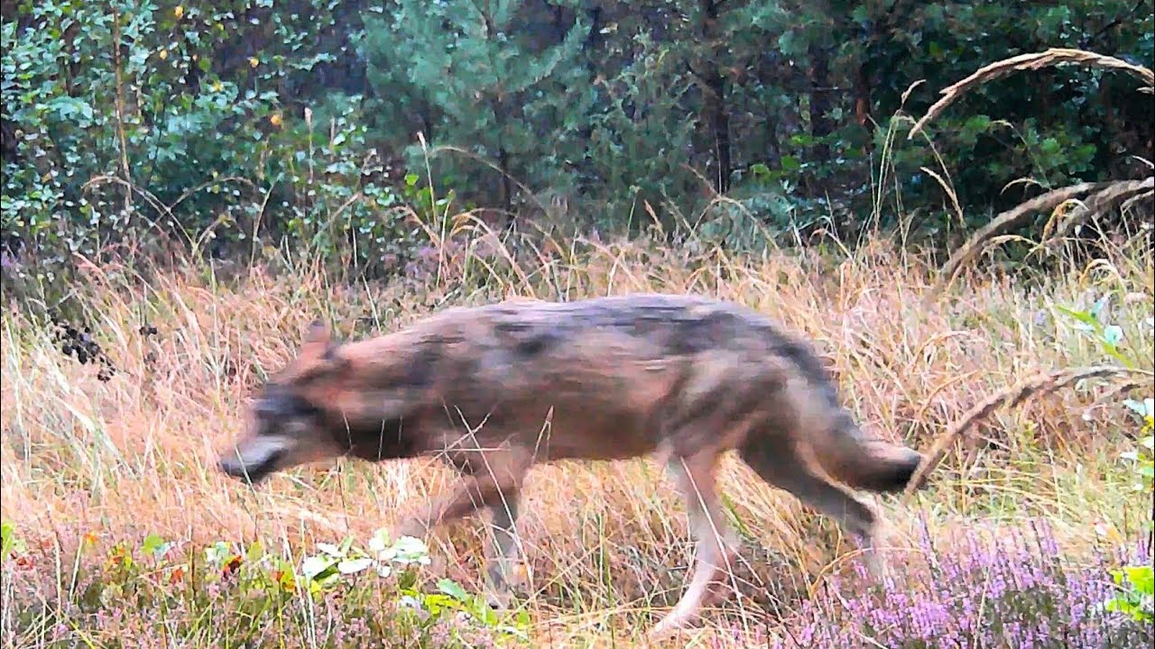 Wolves by Daylight !!!! 60 Wild Boars & Huge Red Deer Stag by Night and More – Wild Poland 4K! 🐺🐗🔥