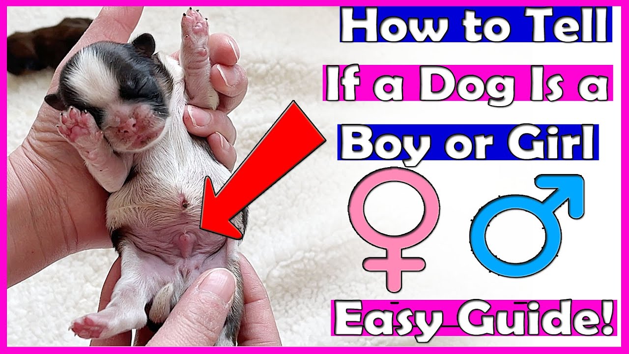 How to Tell If a Dog Is a Boy or Girl &ndash; Easy Guide!
