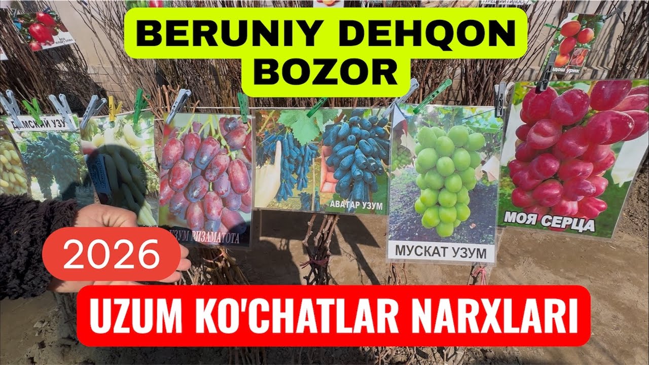 БЕРУНИЙ ДЕХКОН БОЗОР УЗУМ КУЧАТЛАР НАРХЛАРИ #beruniy #турткуль 