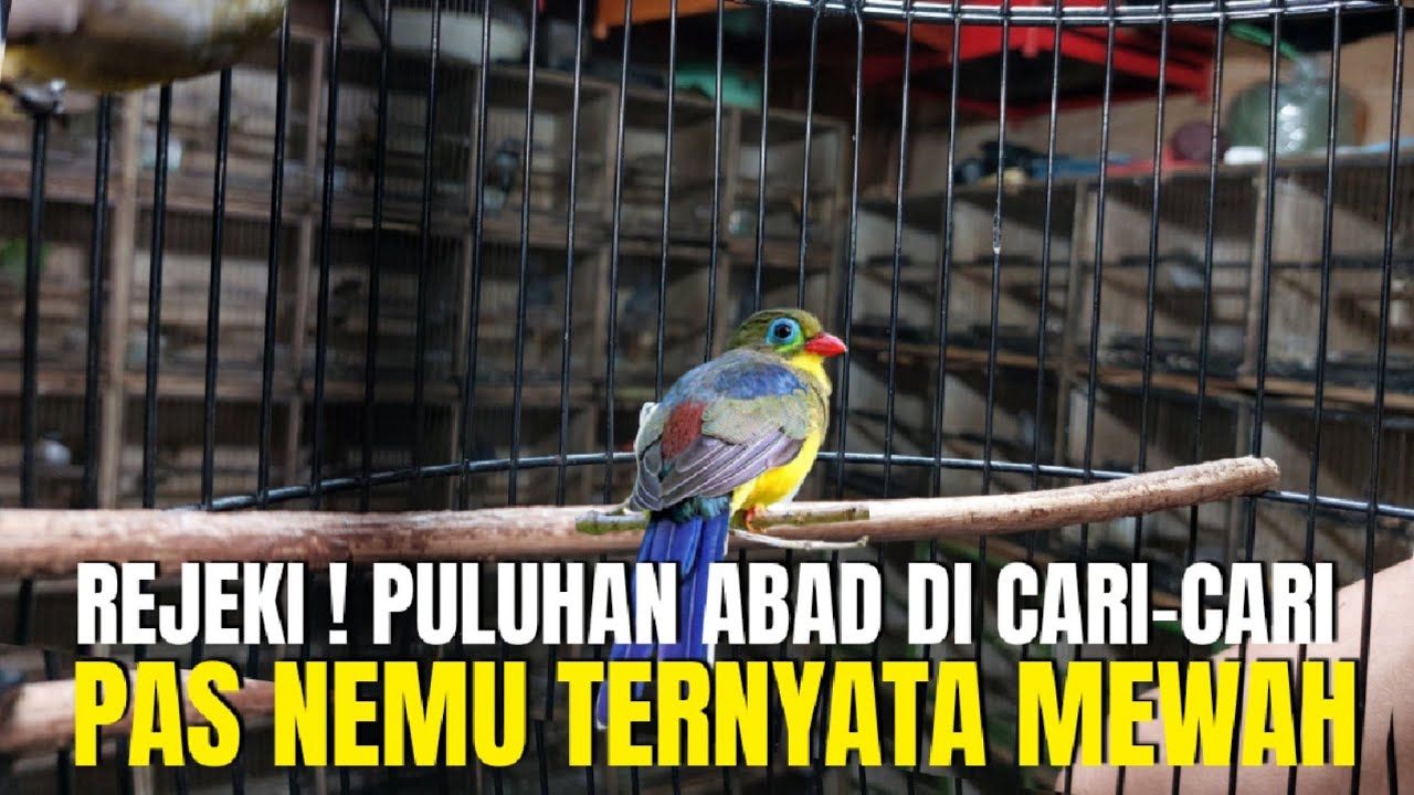 REJEKI ! PULUHAN ABAD CARI² BURUNG EKSOTIS UNIK ANTIK LANGKA GAK DAPET PAS NEMU TERNYATA MEWAH