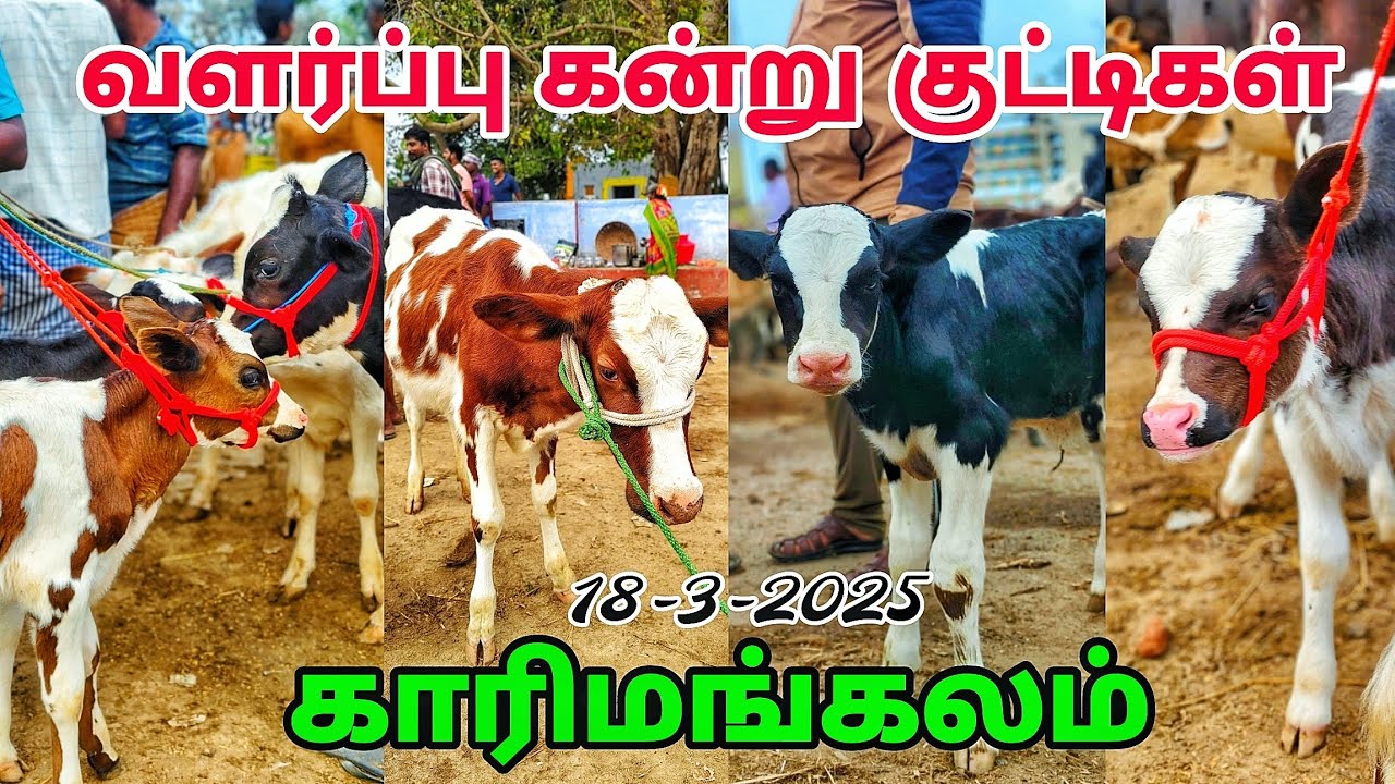 18-3-2025 வளர்ப்பு கன்று குட்டிகள் karimangalam cow market குறைந்த விலையில் 🫢 தருமபுரி மாவட்டம்