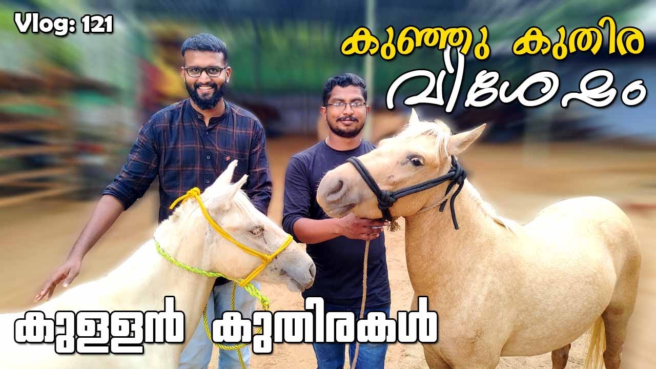 കുള്ളൻ കുതിരകൾ ചെറിയ വിലക്ക്! | Miniature Horse| Pony  | Trip Company Vlog