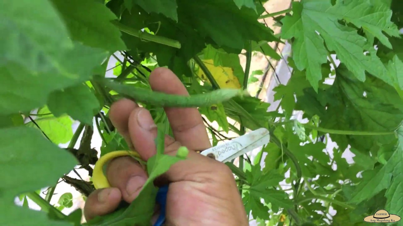 v48: Removal of First Fruit at Pagpruning sa Ampalaya.