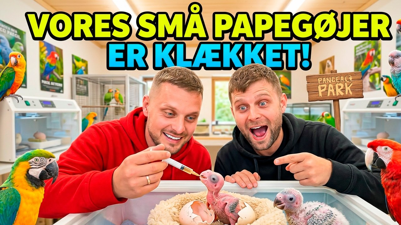 Jeg er en papegøje fra Amerika