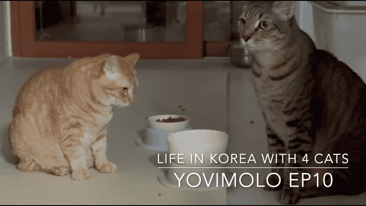 요비몰로 Ep11 | 서로가 있어서 행복한 소소한 일상Vlog, 고양이와 함께 하는 겨울