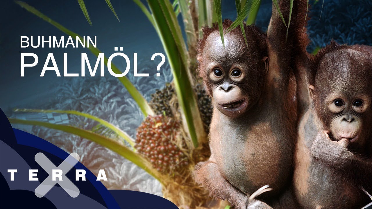 Palmöl – besser als sein Ruf? | Dirk Steffens
