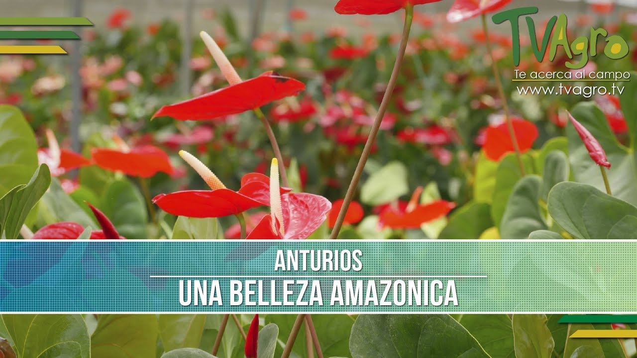 Como Producir Anturios - TvAgro por Juan Gonzalo Angel