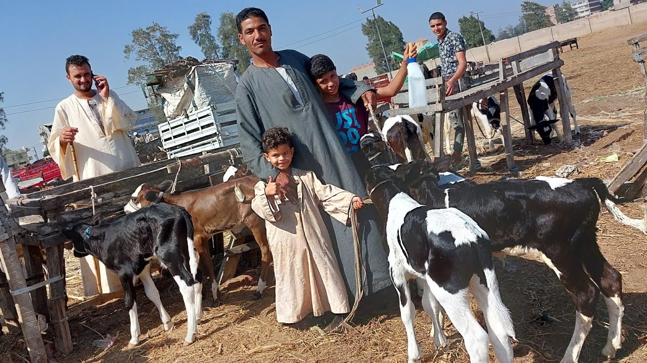 حقيقي اللي احنا بنسمعه ده اسعار العجول بسعر المعيز معقول عجل ب 4500 😲😲
