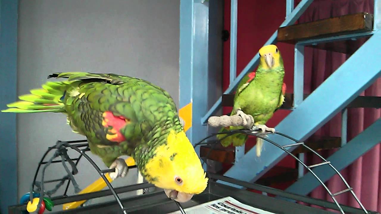 Bonita pareja.....