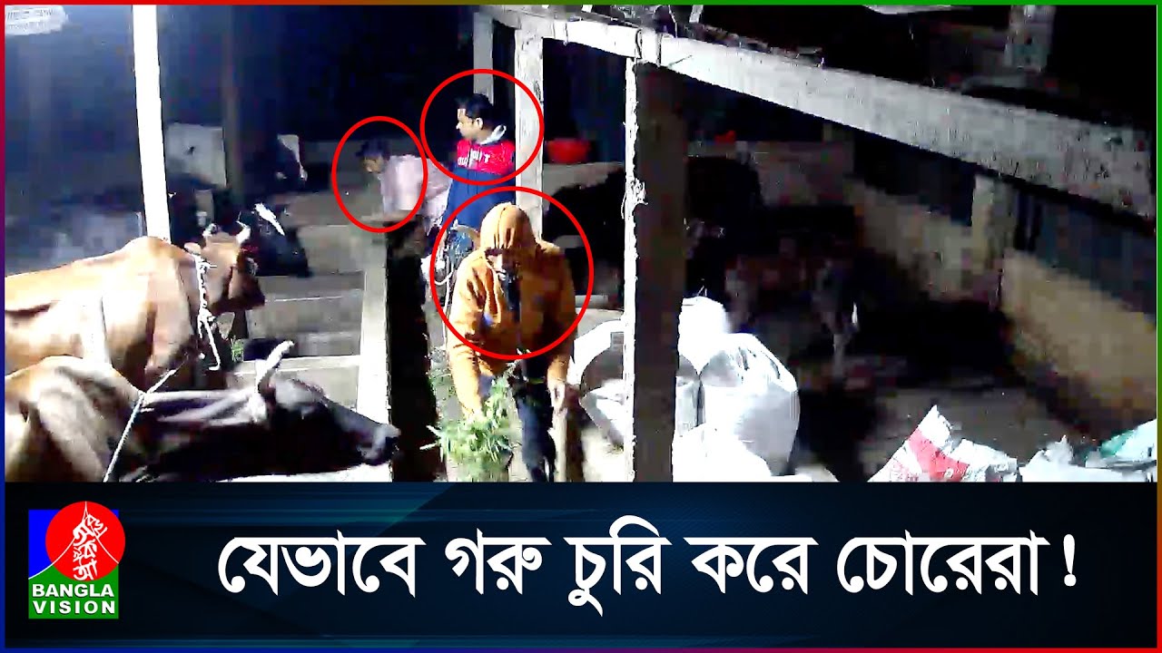 গোয়াল থেকে গরু চুরির দু/র্ধ/র্ষ দৃশ্য ধরা পড়লো সিসিটিভিতে