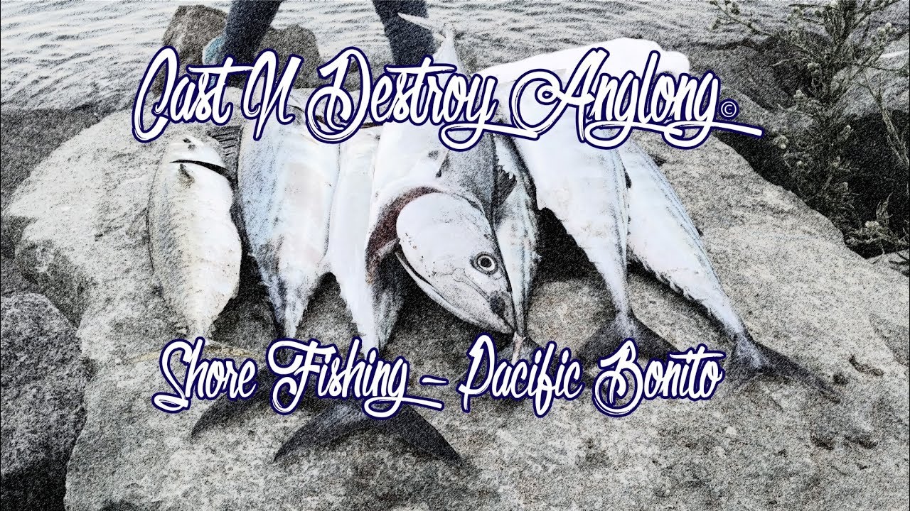 Shore Fishing - Bonito in San Diego California..