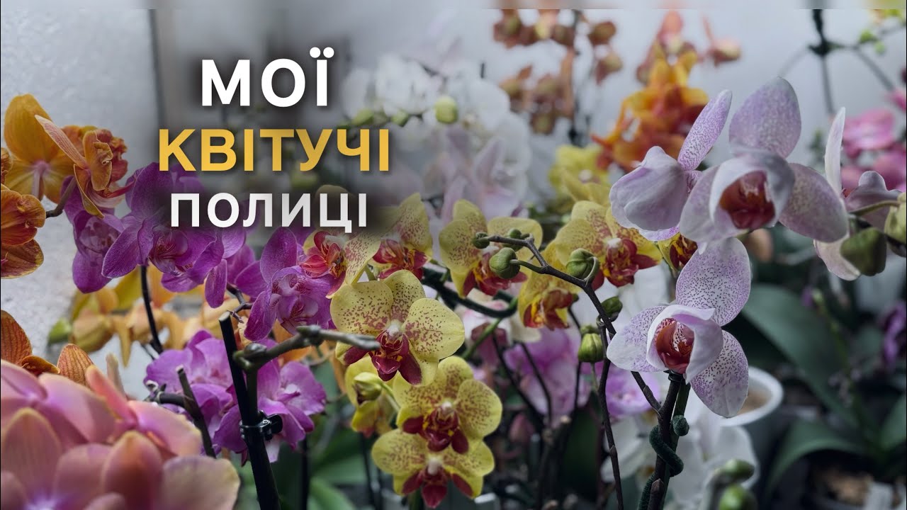 Зимовий ПІК цвітіння🌿Мої квітучі полиці🌸#orchid #орхидея #цветущиеорхидеи #орхідеї #обзорорхидей 