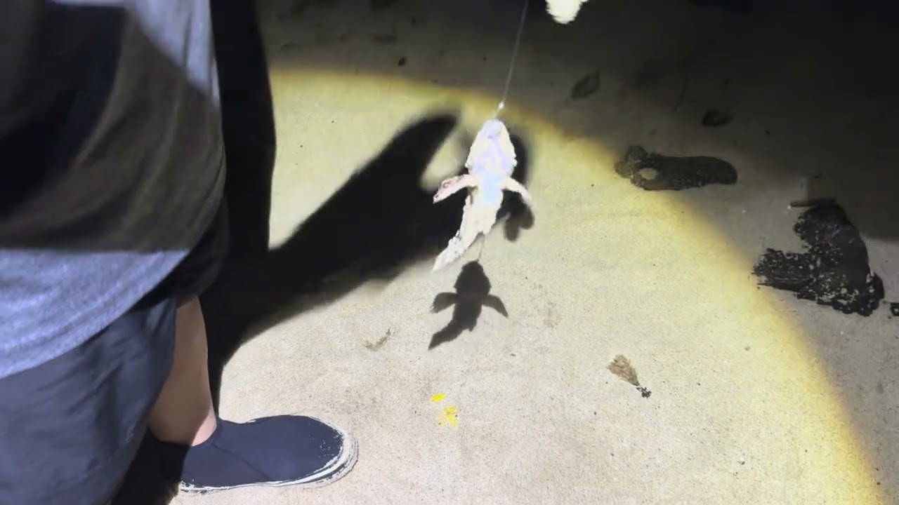 1-29-26 First session of 2026 Da East side, Sea Life Park