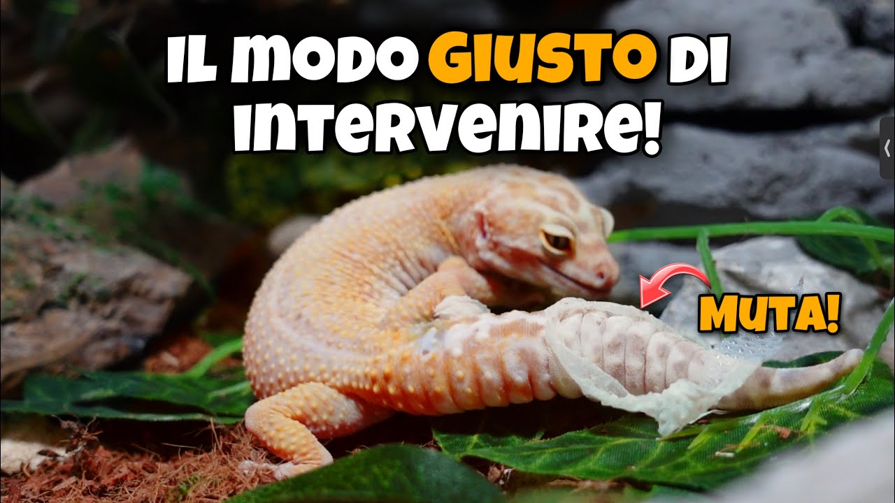 GECO LEOPARDINO E PROBLEMI DI MUTA